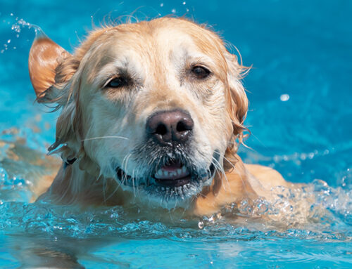 Is a Chlorine Pool Safe for Your Dog?
