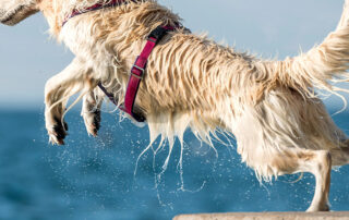 dog-dock-diving-header