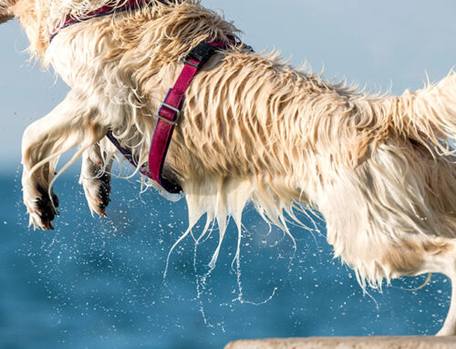 Get Your Dog Started in Dock Diving