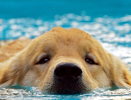Benefits of Hydrotherapy for Dog Rehabilitation