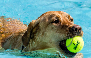 swimmingdog_header