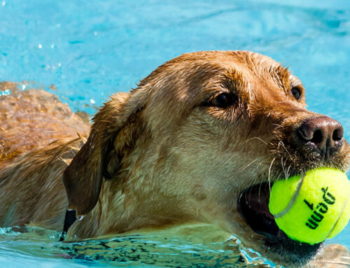 How Swimming Can Improve Your Dog’s Life