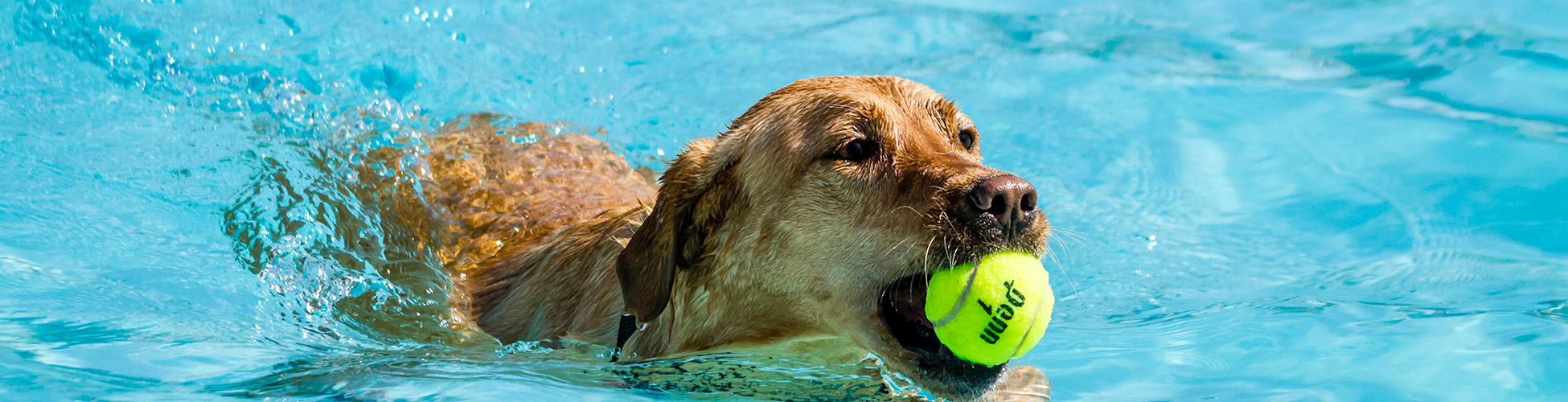 swimmingdog_header